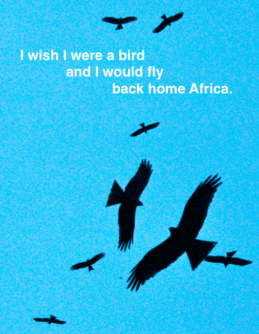 I Wish I Were A Bird And I Would Fly Back Home Africa Seeds Will Grow